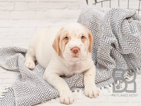 Mini Hippo DOG Male BUFF WH 34741 Petland Novi, Michigan