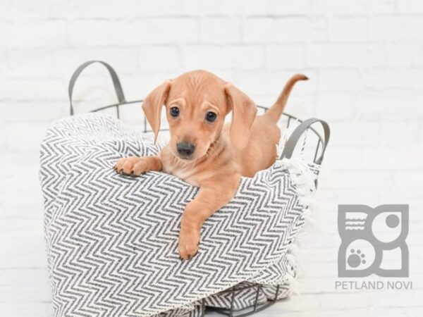 Dachshund-DOG-Female-RED-34742-Petland Novi, Michigan