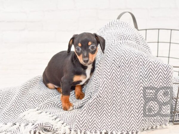 Chiweenie DOG Female BLK TAN 34743 Petland Novi, Michigan