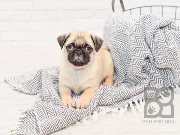 Pug DOG Male FAWN 34744 Petland Novi, Michigan