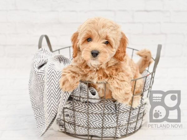 Cockadoodle DOG Female RED 34745 Petland Novi, Michigan