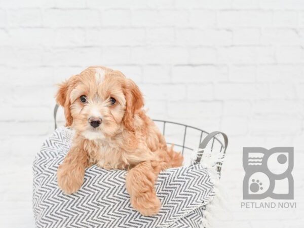 Cavapoo-DOG-Male-RED-34746-Petland Novi, Michigan