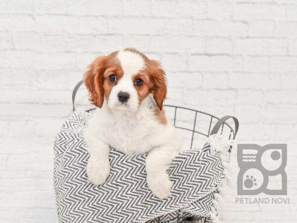 Cavalier King Charles Spaniel DOG Female Blenheim 34747 Petland Novi, Michigan