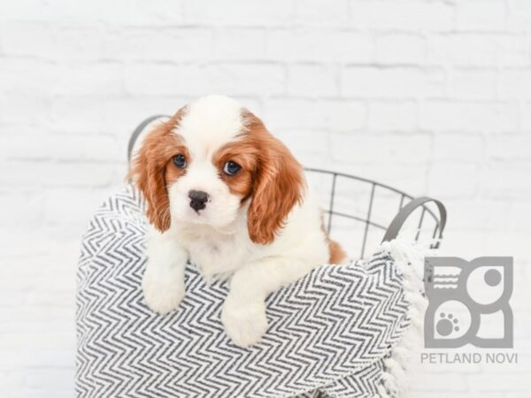 Cavalier King Charles Spaniel-DOG-Male-Blenheim-34748-Petland Novi, Michigan