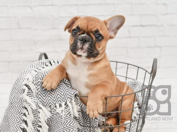 French Bulldog-DOG-Male-Fawn-34750-Petland Novi, Michigan