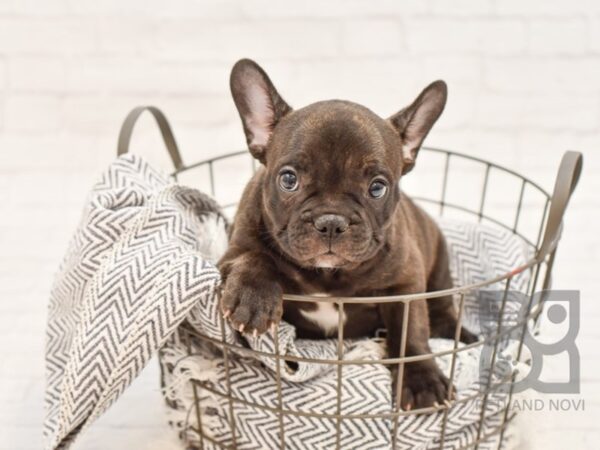 French Bulldog-DOG-Male-Dark Chocolate-34749-Petland Novi, Michigan