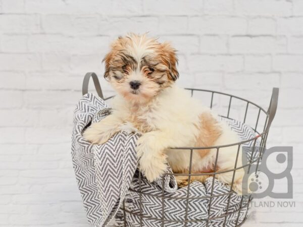 Shih Poo DOG Female Gold & White 34751 Petland Novi, Michigan