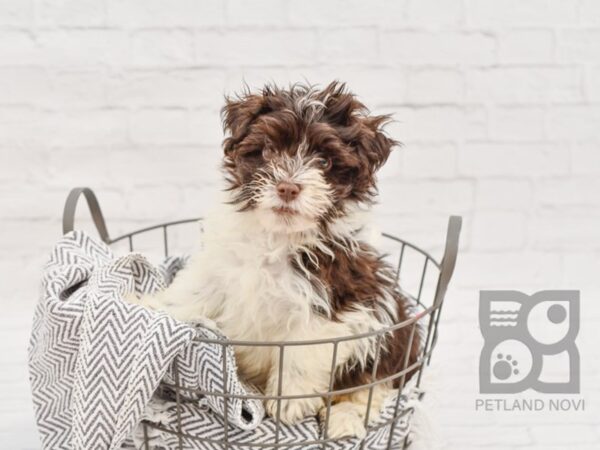 Havanese-DOG-Male-Chocolate & White-34752-Petland Novi, Michigan