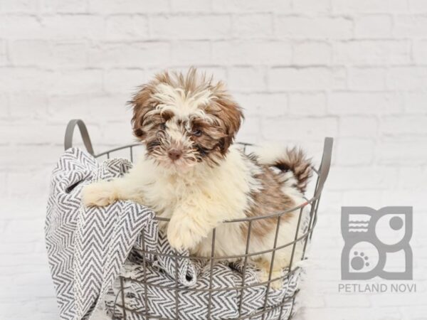 Havanese DOG Female Liver & White 34753 Petland Novi, Michigan