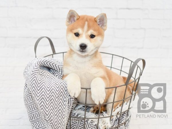 Shiba Inu DOG Male Red & White 34754 Petland Novi, Michigan