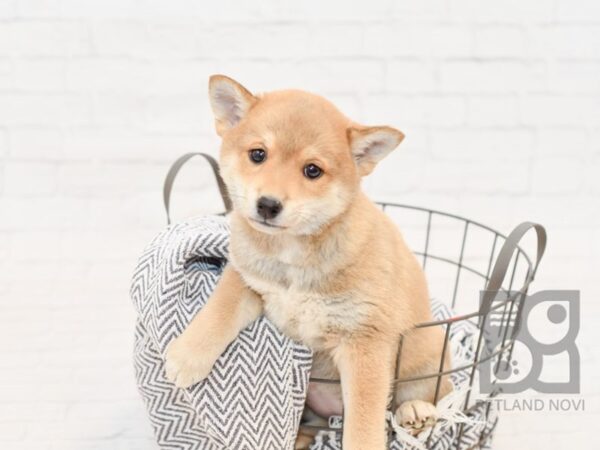 Shiba Inu DOG Female Red & White 34755 Petland Novi, Michigan