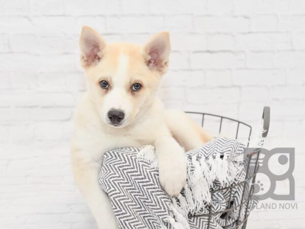 Pomsky DOG Male Cream & White 34756 Petland Novi, Michigan