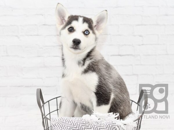 Pomsky DOG Female Black & White 34757 Petland Novi, Michigan