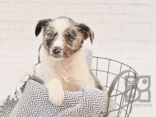 Standard Aussie Poo-DOG-Female-Red Merle-34736-Petland Novi, Michigan