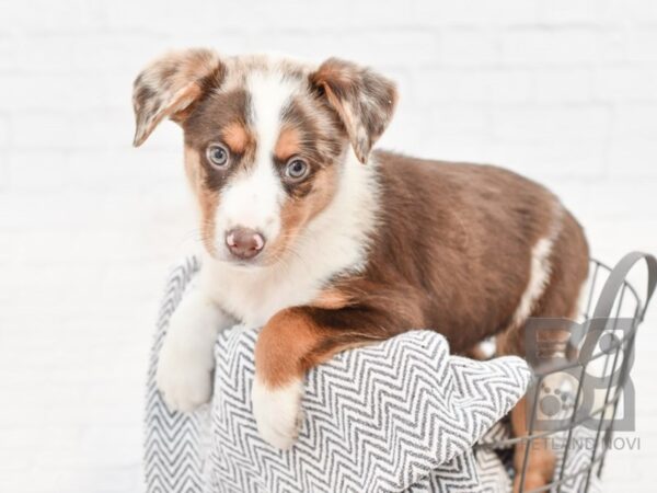 Standard Aussie Poo DOG Female Blue Merle 34735 Petland Novi, Michigan