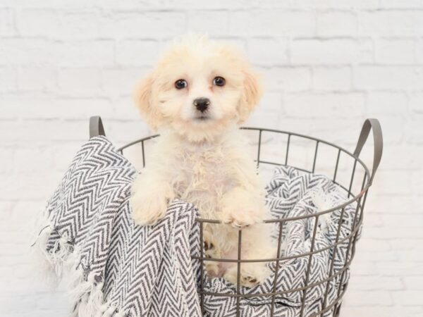 Teddy Bear-DOG-Male-Cream / White-34758-Petland Novi, Michigan