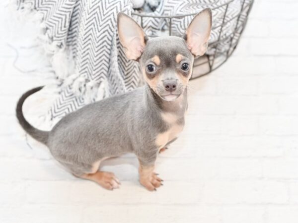 Chihuahua-DOG-Female-Blue Tan-34759-Petland Novi, Michigan