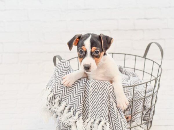 Jack Russell Terrier-DOG-Male-Black / White-34760-Petland Novi, Michigan