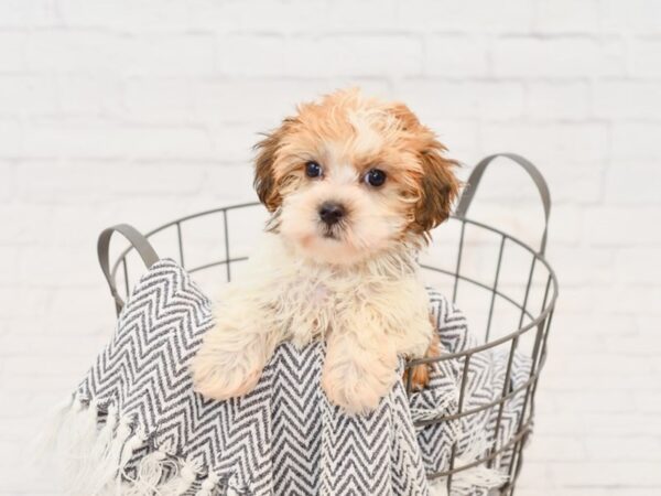 Havanese DOG Male Sable / White 34761 Petland Novi, Michigan