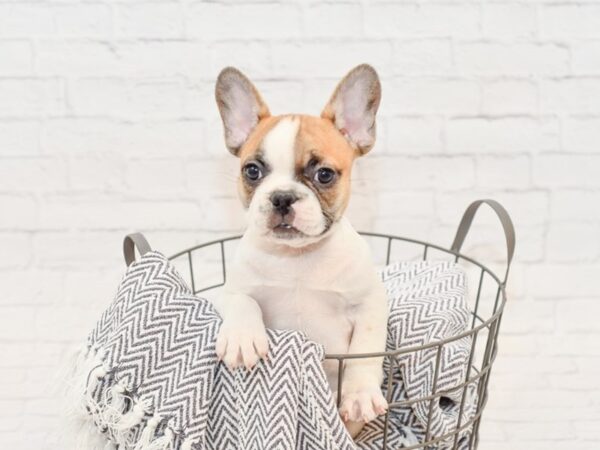 French Bulldog DOG Male Red / White 34762 Petland Novi, Michigan