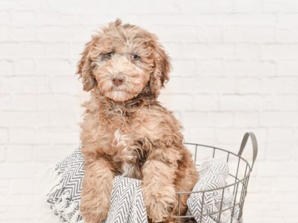 Poodle DOG Female Chocolate Merle 34763 Petland Novi, Michigan