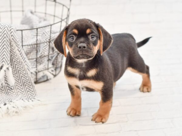 Puggle DOG Male Black / Tan 34764 Petland Novi, Michigan