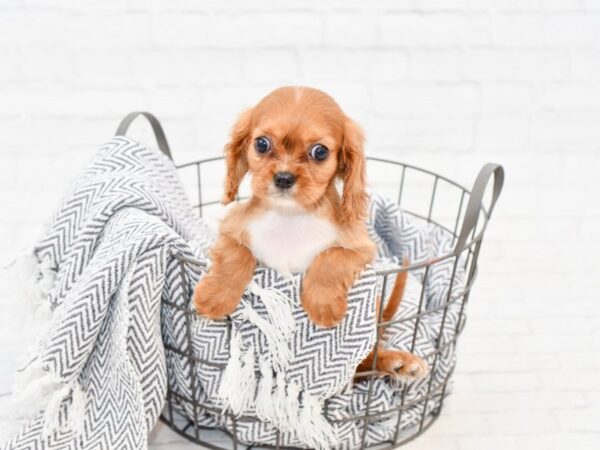 Cavalier King Charles Spaniel DOG Female Ruby 34765 Petland Novi, Michigan