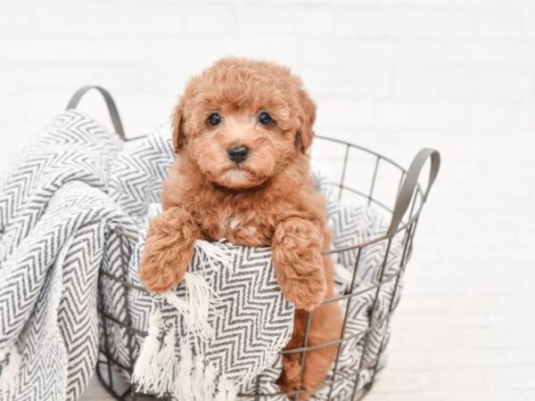 Miniature Poodle-DOG-Male-Red-34766-Petland Novi, Michigan