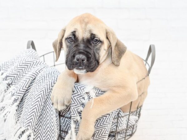 English Mastiff DOG Female 34767 Petland Novi, Michigan