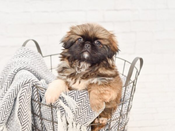 Pekingese DOG Male Dark Sable 34769 Petland Novi, Michigan