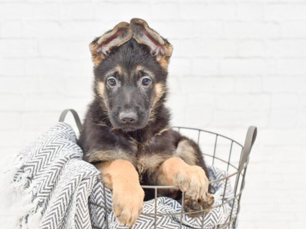 German Shepherd-DOG-Male-Black & Tan-34770-Petland Novi, Michigan