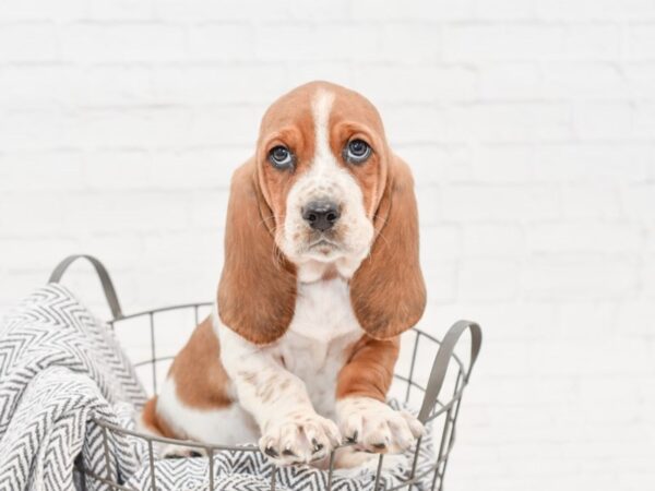 Basset Hound DOG Male Red Mohagny 34771 Petland Novi, Michigan