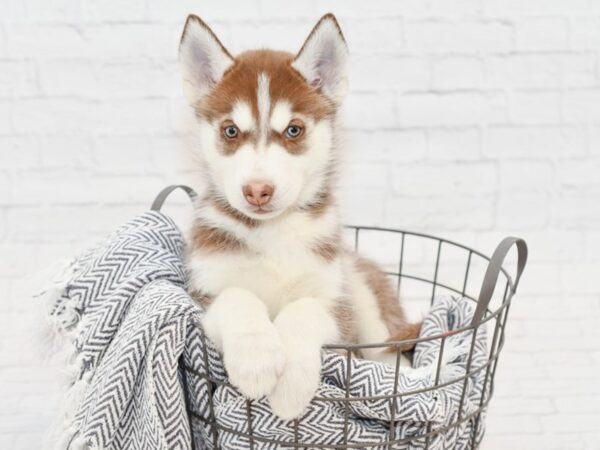 Siberian Husky-DOG-Male-Black & White-34772-Petland Novi, Michigan