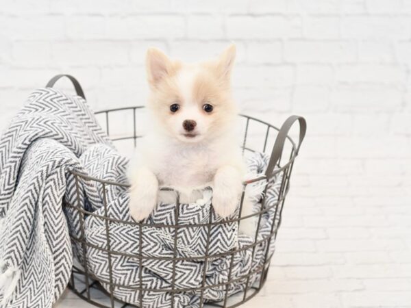 Pomeranian-DOG-Female-creme-34773-Petland Novi, Michigan