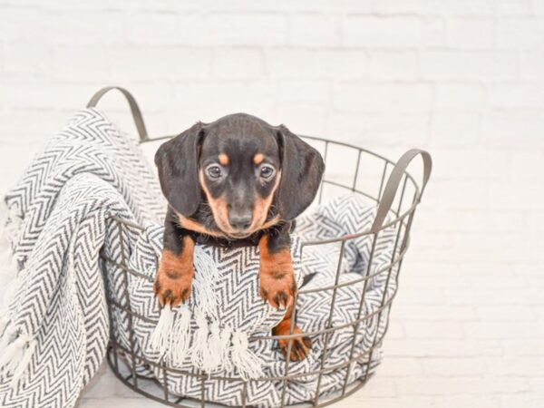 Dachshund-DOG-Female-blk tan-34775-Petland Novi, Michigan