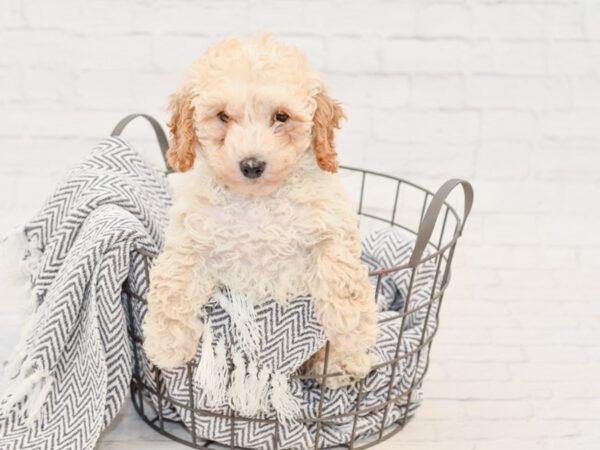 Poodle DOG Male apricot 34776 Petland Novi, Michigan