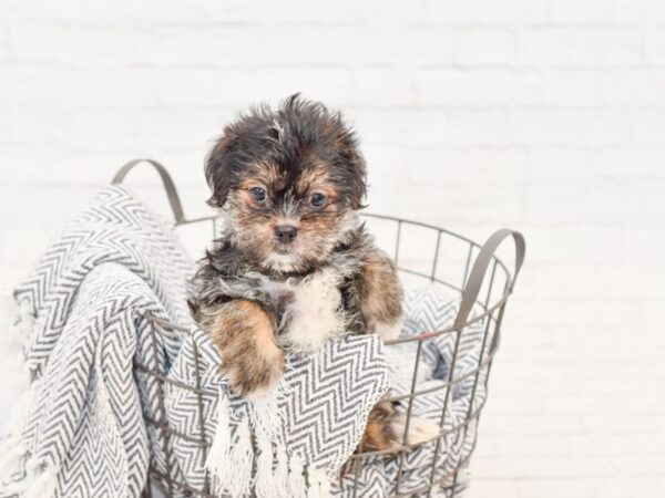 Shorkie DOG Female BRINDLE WHITE 34777 Petland Novi, Michigan