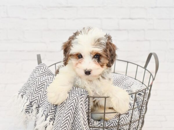 Mini Aussiepoo DOG Male BLUE MERLE 34778 Petland Novi, Michigan