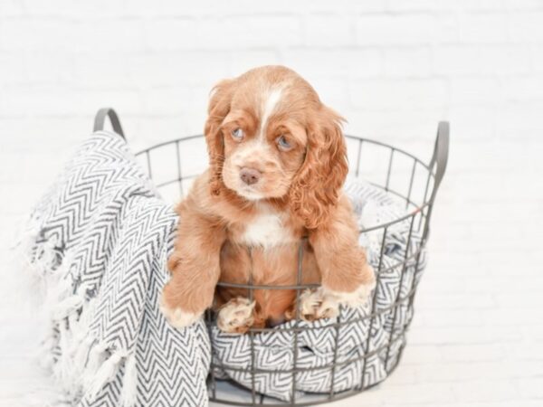 Cocker Spaniel DOG Female BRN 34779 Petland Novi, Michigan