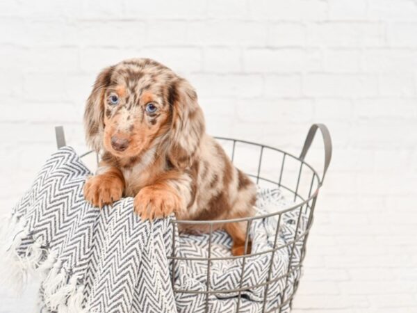 Dachshund DOG Male Dapple 34780 Petland Novi, Michigan