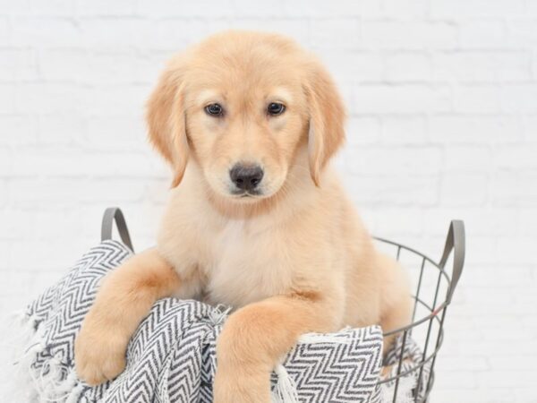 Golden Retriever-DOG-Female-Red-34781-Petland Novi, Michigan