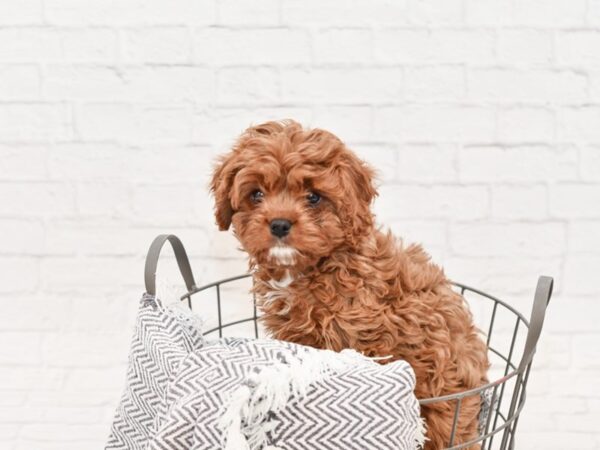 Cavapoo-DOG-Male-Ruby-34782-Petland Novi, Michigan