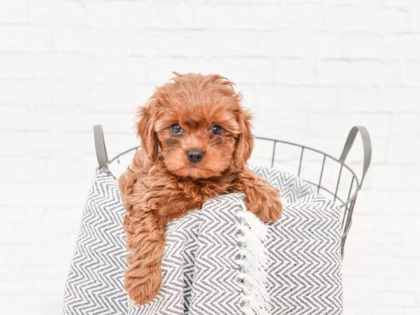 Cavapoo-DOG-Female-Ruby-34783-Petland Novi, Michigan