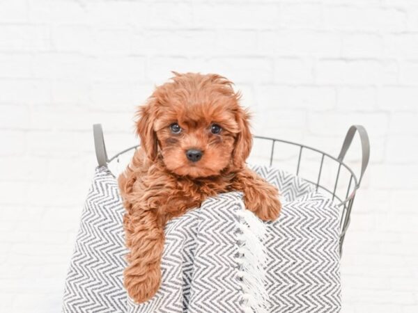 Cavapoo-DOG-Female-Ruby-34783-Petland Novi, Michigan