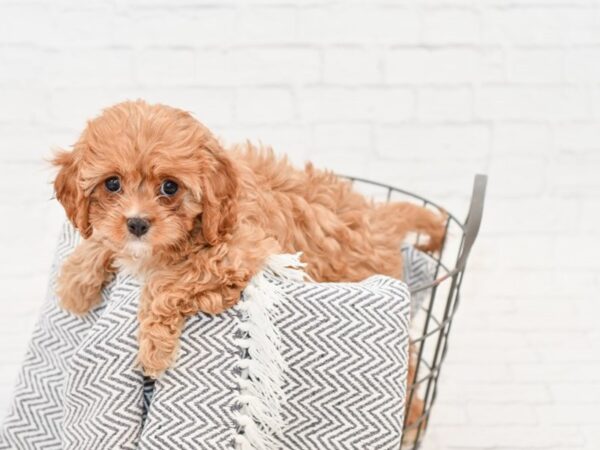 Cavapoo-DOG-Female-Ruby-34784-Petland Novi, Michigan