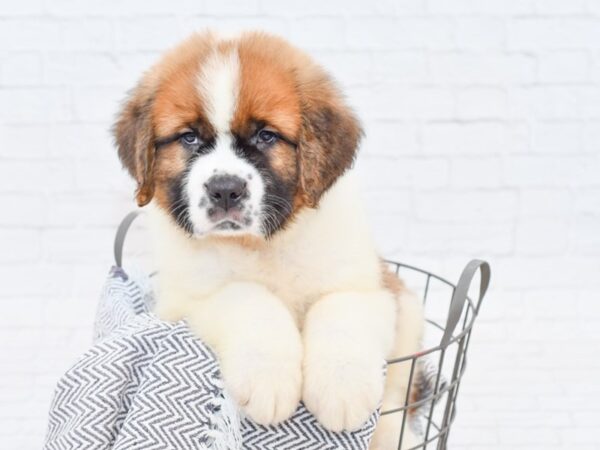 Saint Bernard-DOG-Male-Brown & White-34785-Petland Novi, Michigan