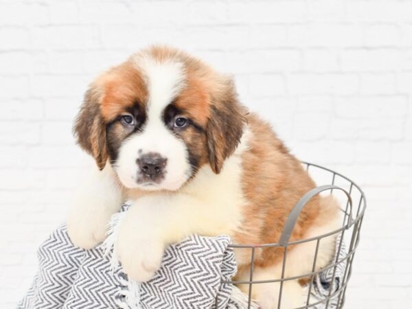 Saint Bernard DOG Female Brown & White 34786 Petland Novi, Michigan