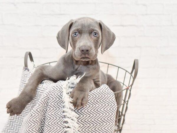 Weimaraner DOG Male Blue 34787 Petland Novi, Michigan