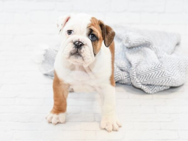 English Bulldog DOG Female Red & White 34788 Petland Novi, Michigan