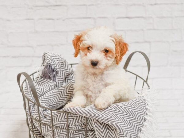 Mini Goldendoodle-DOG-Female-Apricot-34790-Petland Novi, Michigan